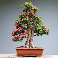 Natural   Bonsai Plants